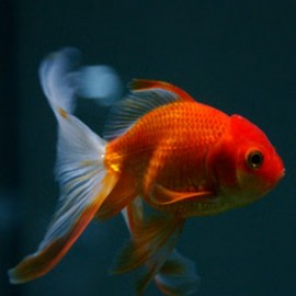 Peixes de água fria