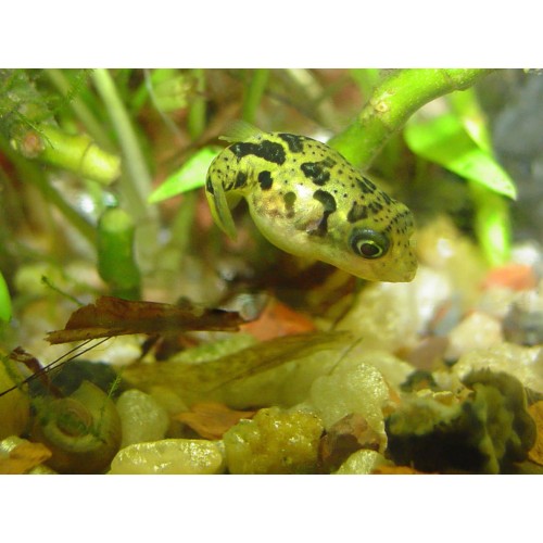 MONOTRETE TRAVANCORICUS 