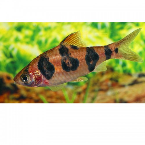 DESMOPUNTIUS RHOMBOOCELLATUS