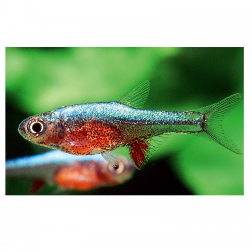 SUNDANDANIO AXELRODY BLUE 