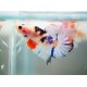 BETTA SPLENDENS  MACHO "KOI"