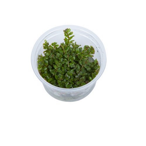 ROTALA ROTUNDIFOLIA