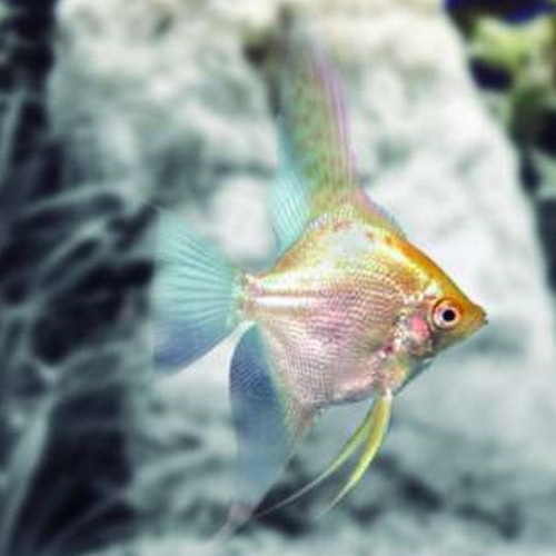 PTEROPHYLLUM SCALARE DOURADO VÉU