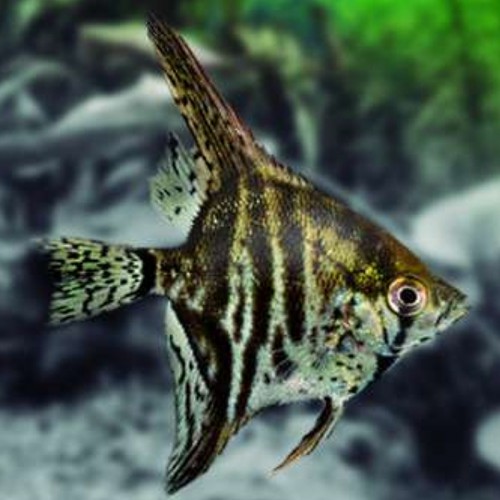 PTEROPHYLLUM SCALARE LEOPARDO