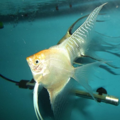 PTEROPHYLLUM SCALARE CABEÇA AMARELA 4-5 cm