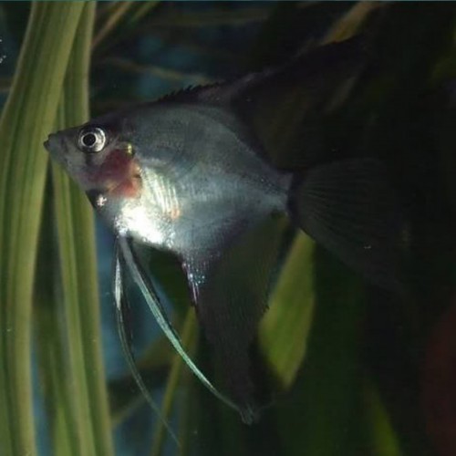 PTEROPHYLLUM ESCALARE BLUSHING PANDA