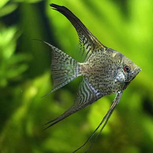 PTEROPHYLLUM SCALARE SMOKE LEOPARDO