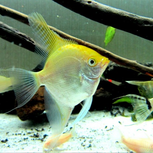 PTEROPHYLLUM SCALARE CABEÇA AMARELA 3.5-4 cm