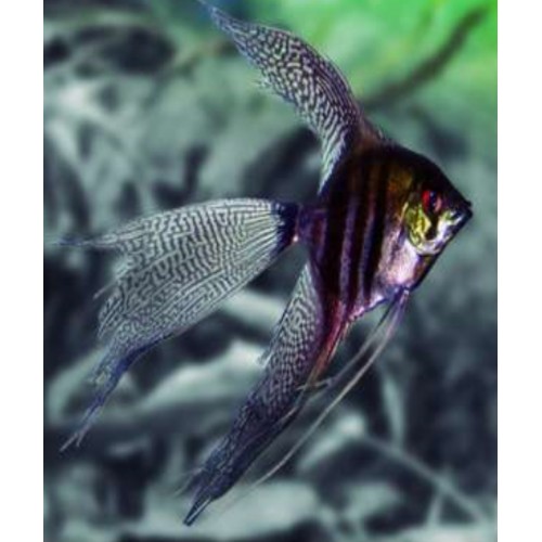 PTEROPHYLLUM SCALARE VÉU