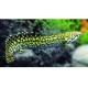 POLYPTERUS ORNATIPINNIS 5-6 CM