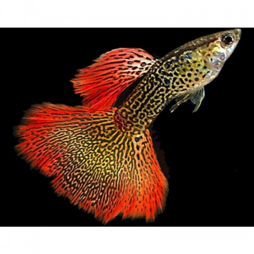 GUPPY MACHO COBRA SUNSET (POECILIA RETICULATUS)