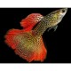 GUPPY MACHO COBRA SUNSET (POECILIA RETICULATUS)