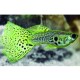 GUPPY MACHO LEOPARDO (POECILIA RETICULATUS)