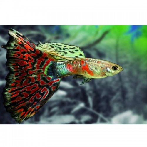GUPPY MACHO VERMELHO MOSAICO (POECILIA RETICULATUS)
