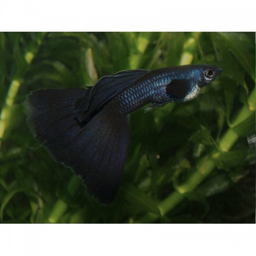 GUPPY MACHO NEGRO (POECILIA RETICULATUS)