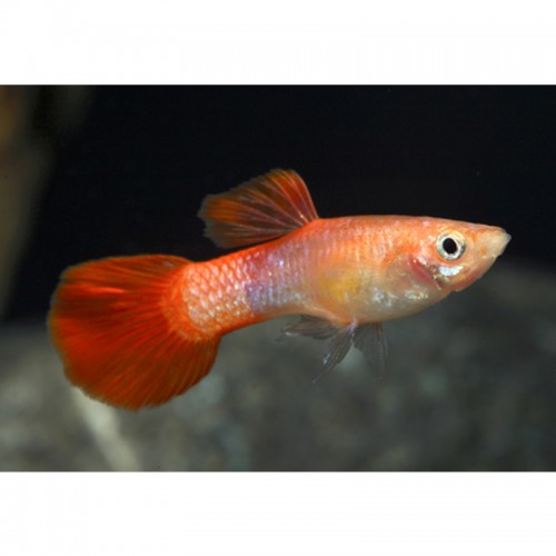 GUPPY MACHO CORAL (POECILIA RETICULATUS)