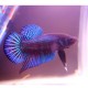 BETTA  SPLENDENS PLAKAT CAUDA CURTA 