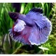 BETTA SPLENDENS DUMBO CAUDA MEIA LUA
