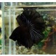 BETTA SPLENDENS MACHO CAUDA MEIA LUA PRETO