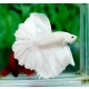 BETTA SPLENDENS MACHO CAUDA MEIA LUA BRANCO