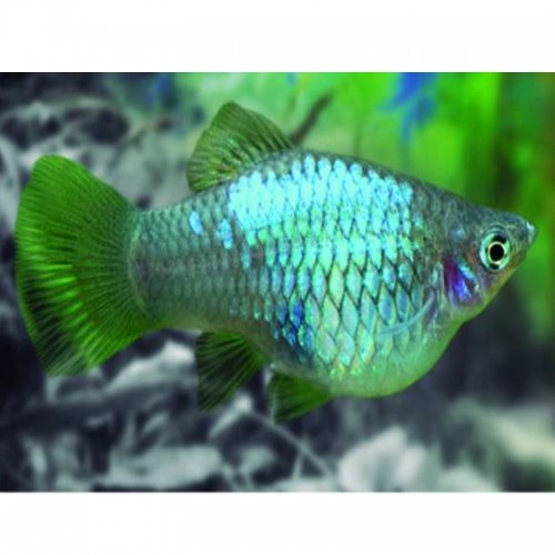 PLATY CORAL AZUL (XIPHOPHORUS MACULATUS)