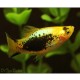 PLATY CORAL COMET (XIPHOPHORUS MACULATUS)