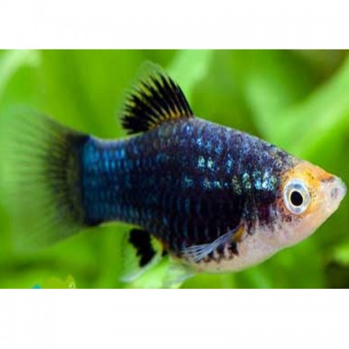 PLATY CORAL NEGRO (XIPHOPHORUS MACULATUS)