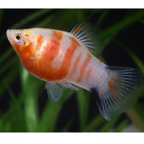 PLATY CORAL ZEBRA (XIPHOPHORUS MACULATUS)