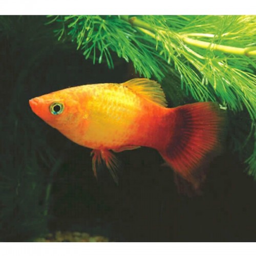 PLATY CORAL SUNSET (XIPHOPHORUS MACULATUS)