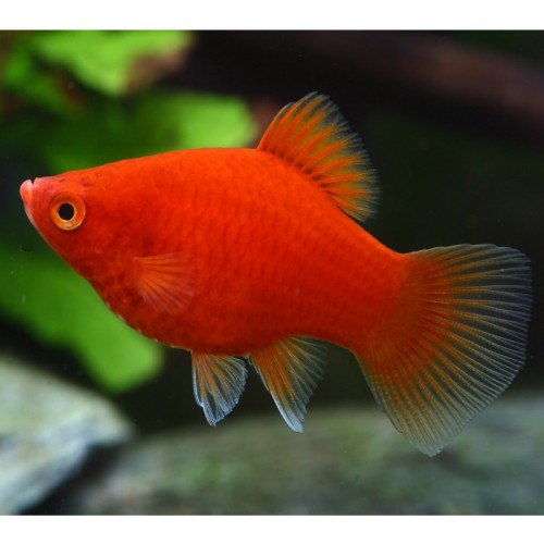 PLATY CORAL DARK RED (XIPHOPHORUS MACULATUS)