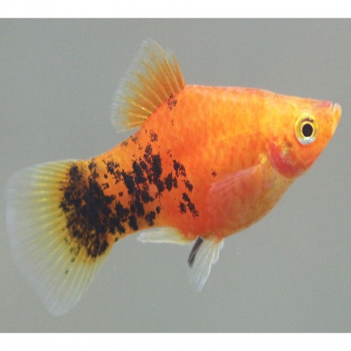 PLATY CORAL BERLIN (XIPHOPHORUS MACULATUS)