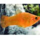 MOLLY LARANJA (POECILIA SPHENOPS)