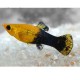 MOLLY NEGRO DOURADO  (POECILIA SPHENOPS) 3-3.5 CM