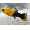 MOLLY NEGRO DOURADO  (POECILIA SPHENOPS) 3-3.5 CM