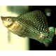 MOLLY VERDE (POECILIA VELLIFERA)