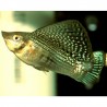 MOLLY VERDE (POECILIA VELLIFERA)