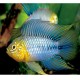 APISTOGRAMMA BORELLII