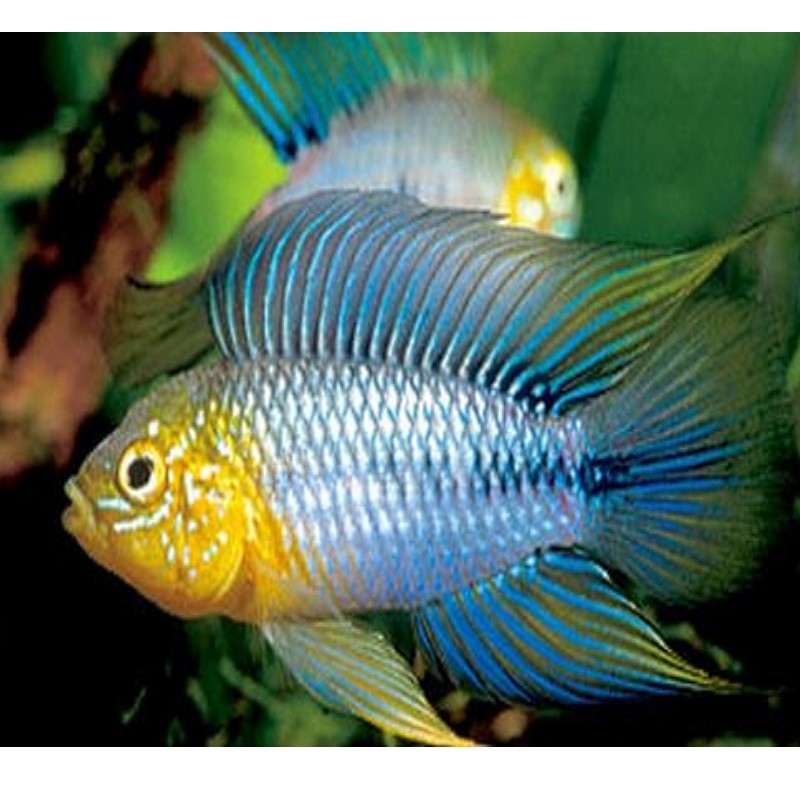 APISTOGRAMMA BORELLII