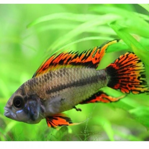 APISTOGRAMMA CACATUOIDES 2-2.5 CM