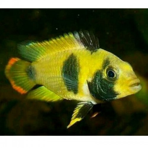 APISTOGRAMMA NIJSSENI