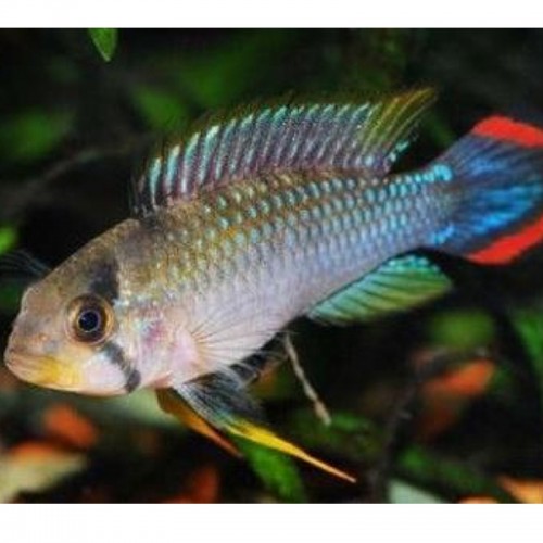APISTOGRAMMA PANDOURINI 2.8-3 CM