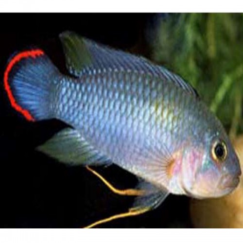 APISTOGRAMMA PANDURO 4-5 CM