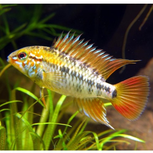 APISTOGRAMMA VIEJITA 2.5-3 CM