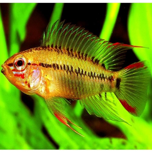APISTOGRAMMA VIEJITA 4-4.5 CM