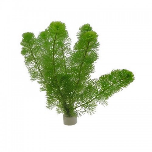 Cabomba aquatica
