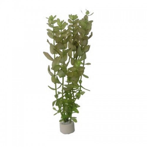 Bacopa caroliniana
