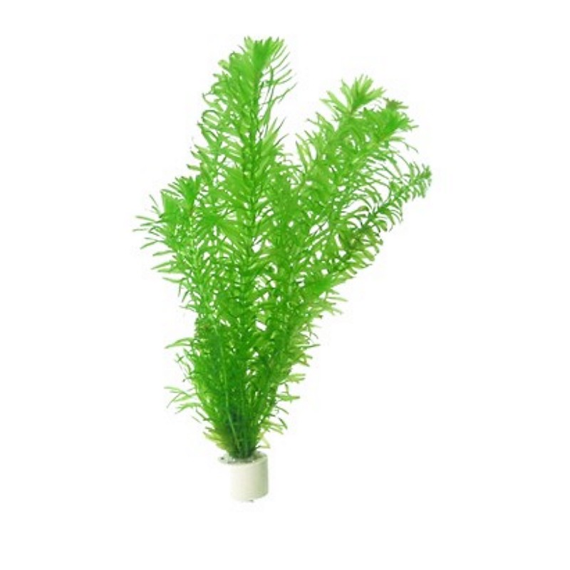 Egeria densa