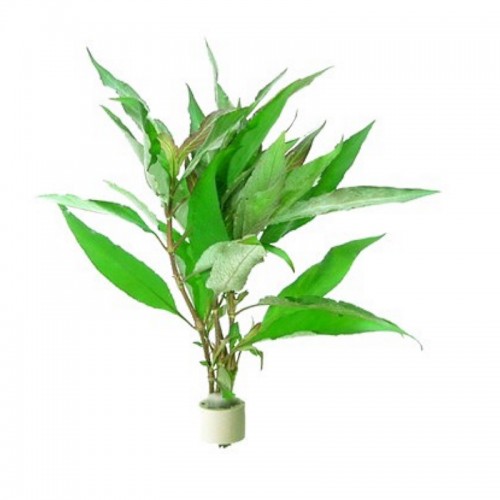 Hygrophila corymbosa