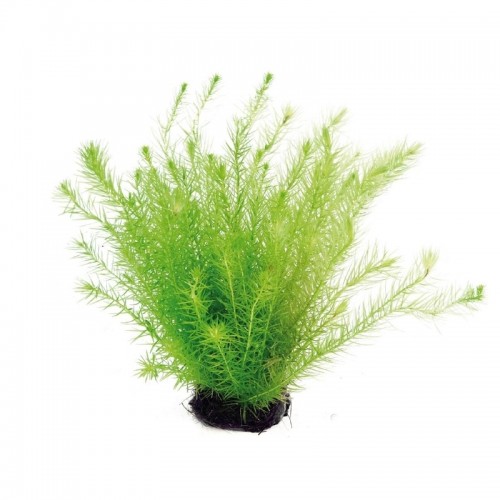 Mayaca fluviatillis