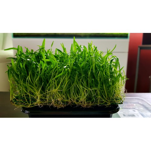 Lilaeopsis novae-zelandiae